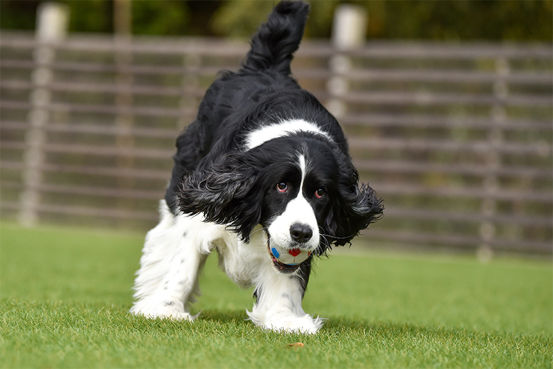 PET SALON DOGGY